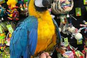 Lil wanye parrots en Elizabeth