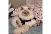Himalayan Persian cat White en Los Angeles