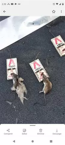 Wenceslao pest control image 4