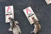 Wenceslao pest control thumbnail
