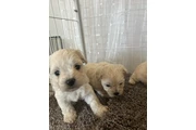 $600 : Maltipoo y yorkie thumbnail