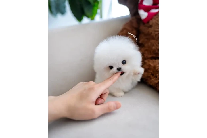 $250 : Pomeranian puppies for sale image 2