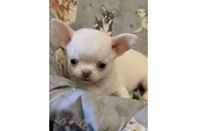 Cachorro Chihuahua taza de té en Atlanta