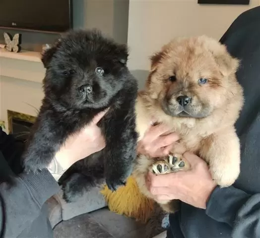 $550 : beautiful playful chow chow image 3