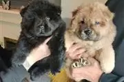 $550 : beautiful playful chow chow thumbnail
