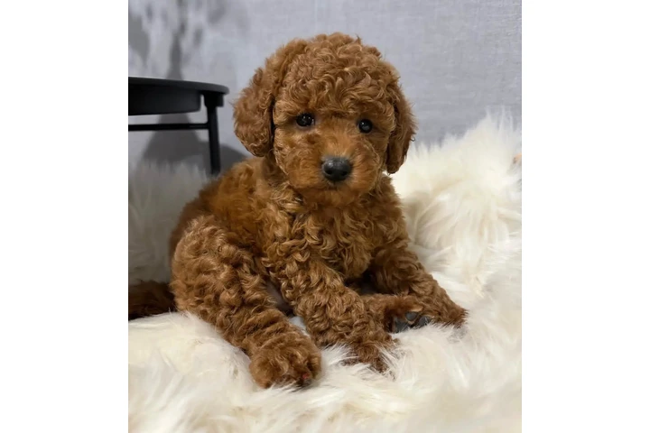 $350 : poodle puppy ready image 2