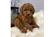 $350 : poodle puppy ready thumbnail