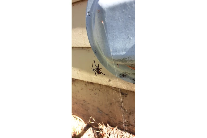 Fumigacion cucarachas y termit image 2