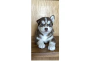 $400 : Siberian Husky Puppies thumbnail