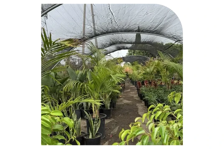 VIVERO image 5
