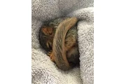 $290 : Adorable ardilla en adopción thumbnail