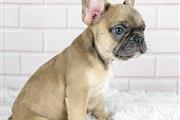 $400 : French bulldog and Pomeranian thumbnail