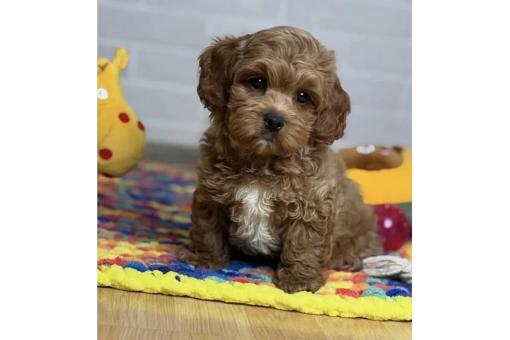 $400 : Maltipoo Available image 1