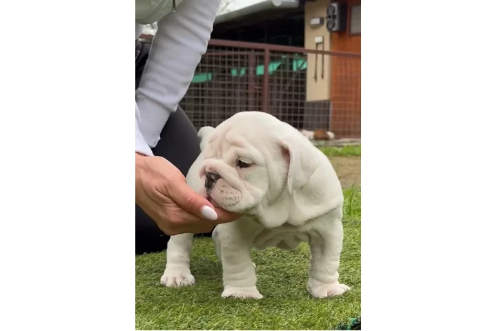Cachorros de bulldog inglés image 2