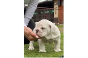 Cachorros de bulldog inglés thumbnail