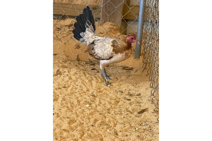 $200 : Chicken roster image 4