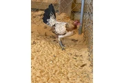 $200 : Chicken roster thumbnail