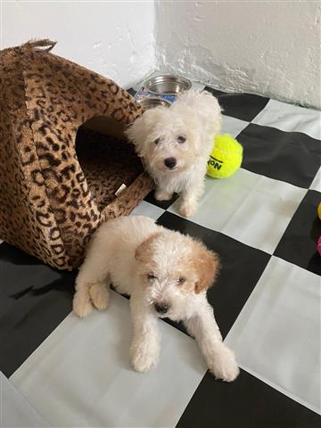 $650 : maltese puppies image 2