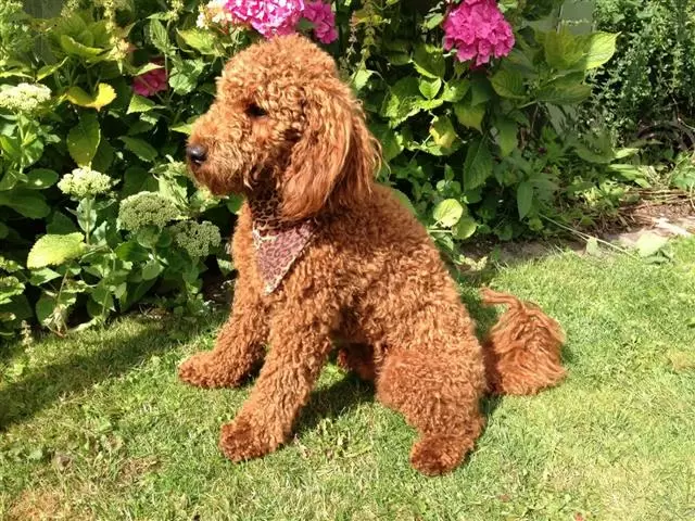 PURE MALE & FEMALE TOY POODLE image 2