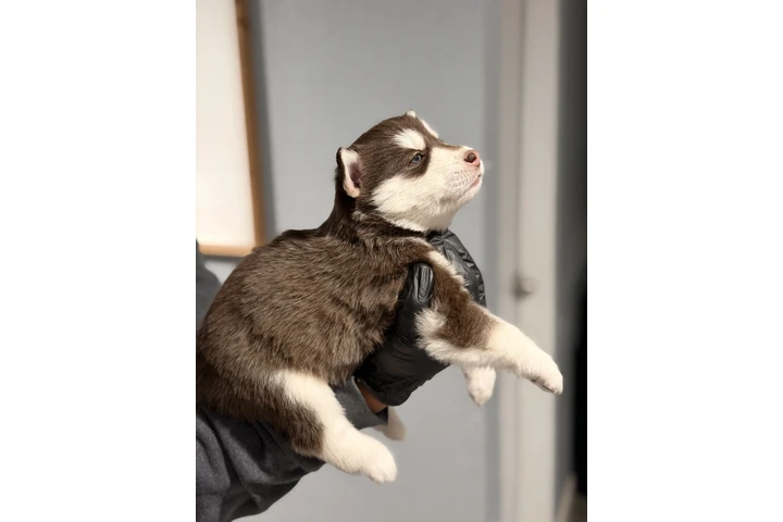 $800 : Husky image 3
