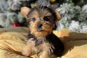 $500 : Cachorros Yorkie pequeños de c thumbnail