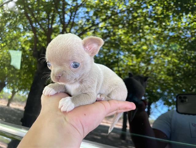 $300 : Chihuahua puppies image 6