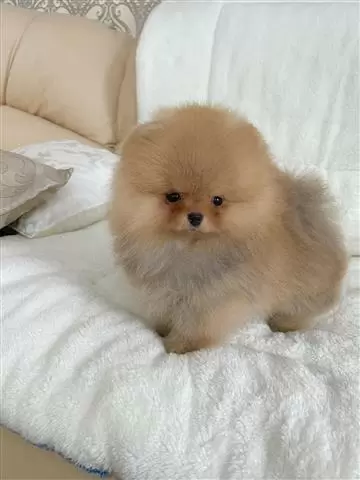 $500 : Snow White Teacup Pomeranian image 3