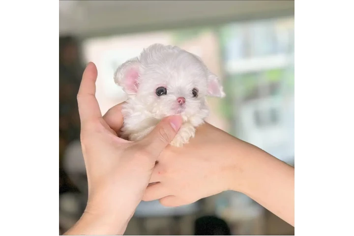 $350 : taza de té maltipoo cachorros image 1