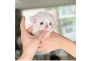 taza de té maltipoo cachorros en Atlanta
