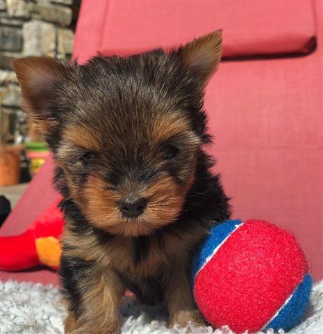 $100 : teacup yorkie pups available image 1