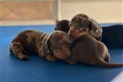 Vaccinated dachshund puppies en Honolulu