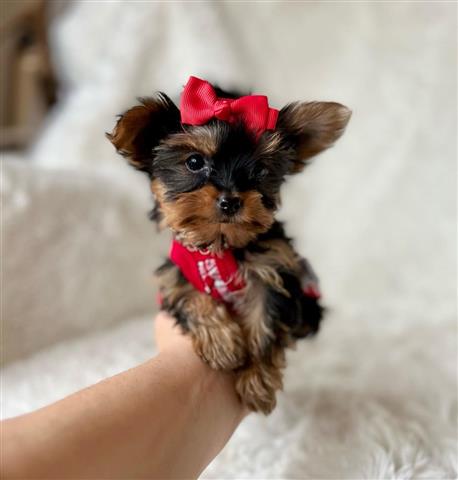 $350 : Yorkies a la venta image 2