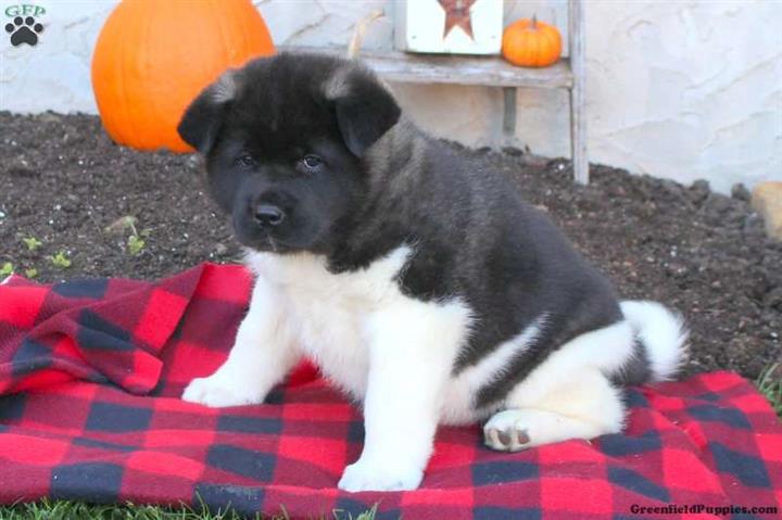 $300 : American Akita puppies image 2