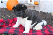 $300 : American Akita puppies thumbnail