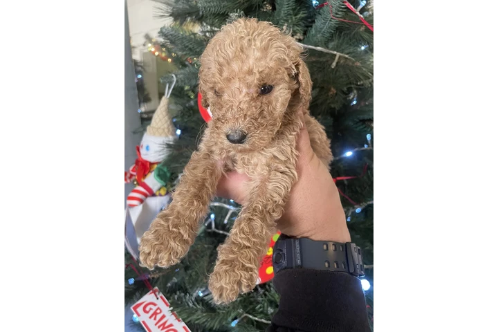 $850 : Standar Golden doodle puppies image 3