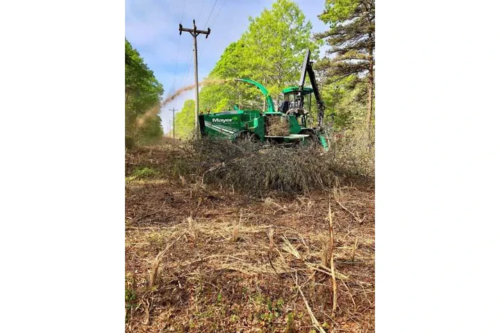 Tree service Cambridge, MA image 3