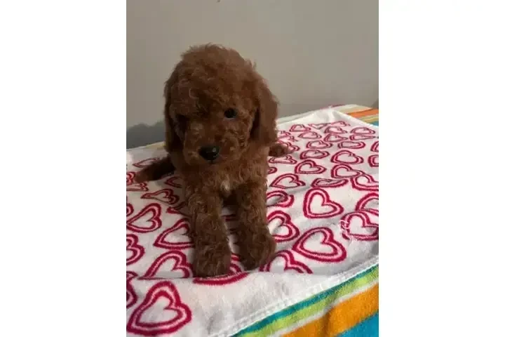 🐶 PERRITOS EN VENTA 🐶 image 1