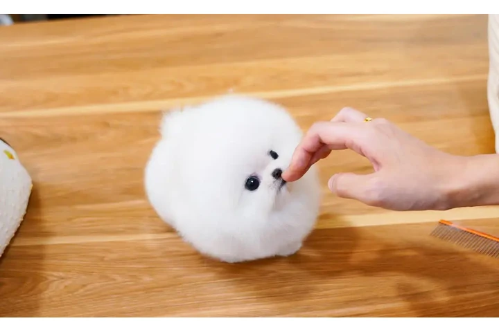 $350 : Pomerania en venta image 2