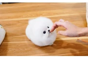 $350 : Pomerania en venta thumbnail