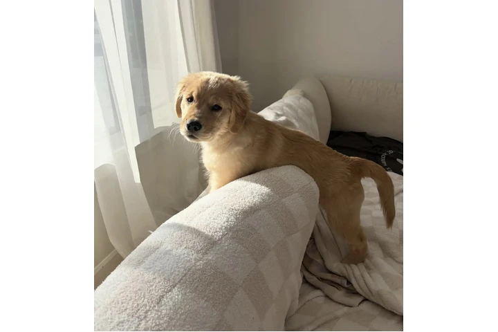 $410 : Super Golden Retriever image 1