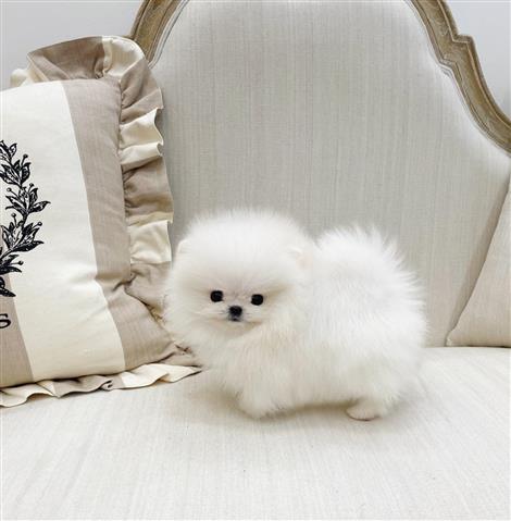$250 : Pomeranian puppies image 1