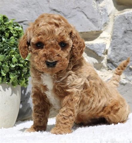 $350 : Golden doodle puppy for adopti image 3
