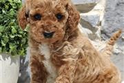 $350 : Golden doodle puppy for adopti thumbnail