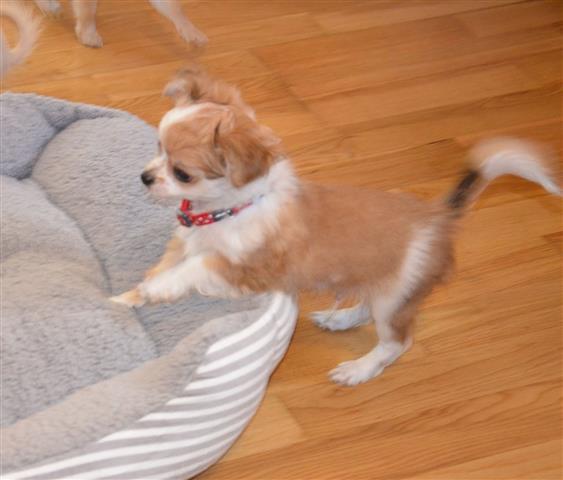 $550 : buy adorable Chihuahua Puppies image 2