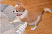 $550 : buy adorable Chihuahua Puppies thumbnail