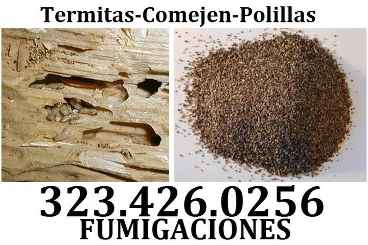 👉PROTEGE TU HOGAR DE TERMITAS image 4