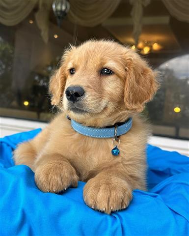 $350 : Cachorrito Golden Retriever image 2