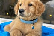 $350 : Cachorrito Golden Retriever thumbnail