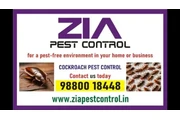 Cockcroach Pest service | Wood en Madrid