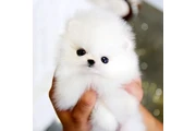 Cachorros Pomerania en venta en Indianapolis